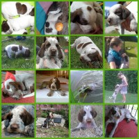 /album/spinone-beretta/picmonkey-collage-jpg/